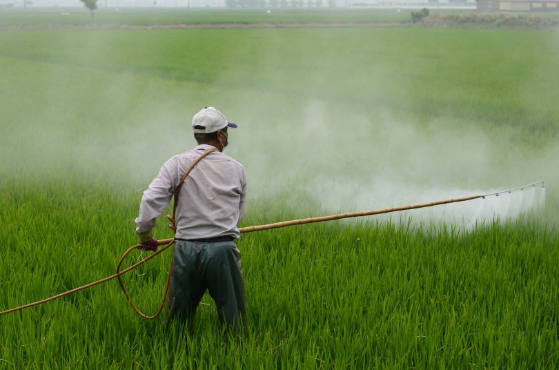 Agricultor colocando pesticidas em plantação