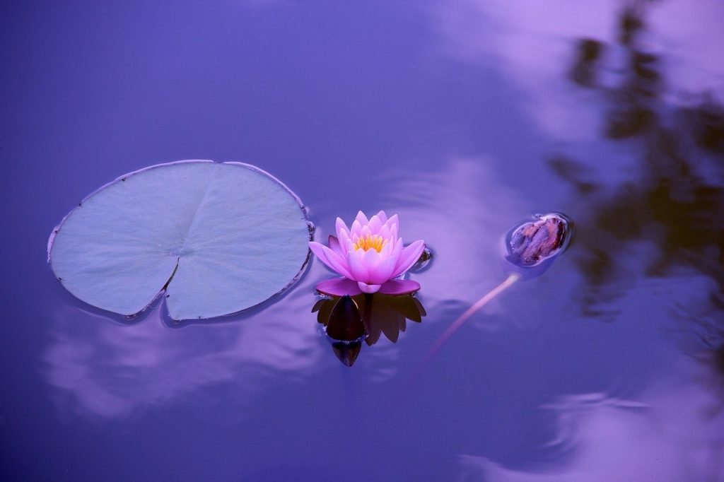 Vitória-régia e flor de lótus flutuando sobre um lago.