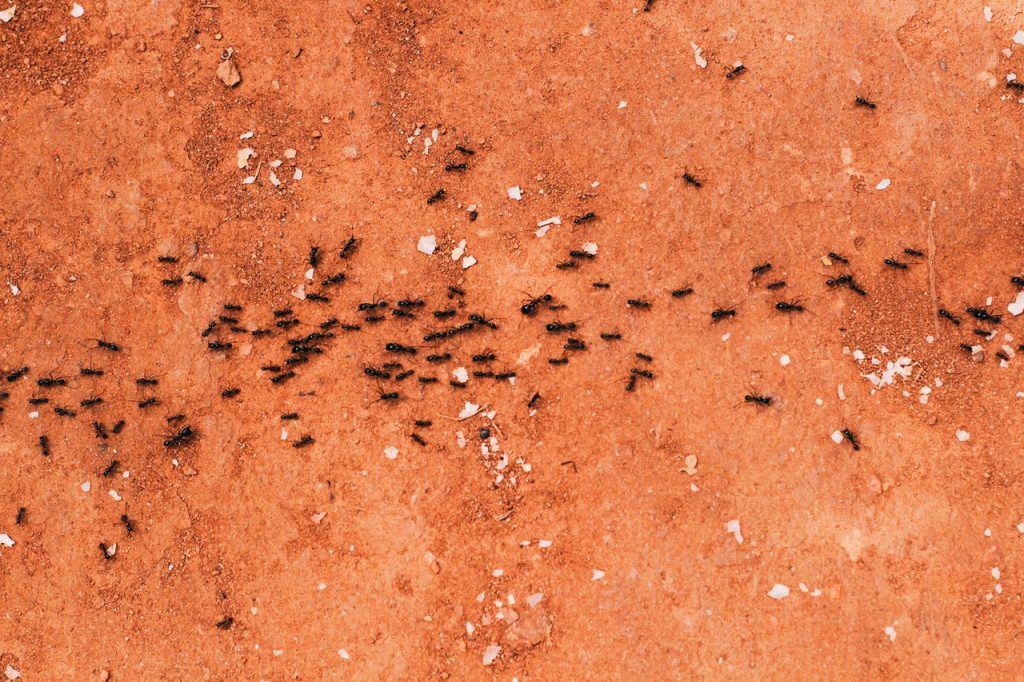 Várias formigas pretas andando na rua. 