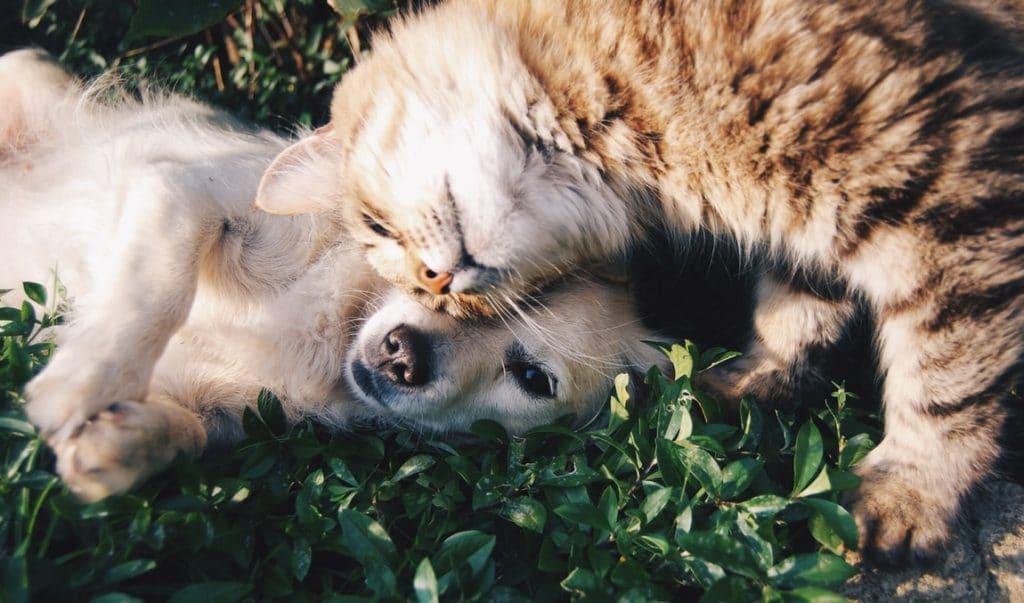 Cachorro bege deitado em grama, e um gato laranja deitado em sua cabeça.