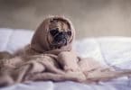 Cachorrinho da raça Pug, enrolado com um cobertor marrom, apenas com o rosto descoberto.