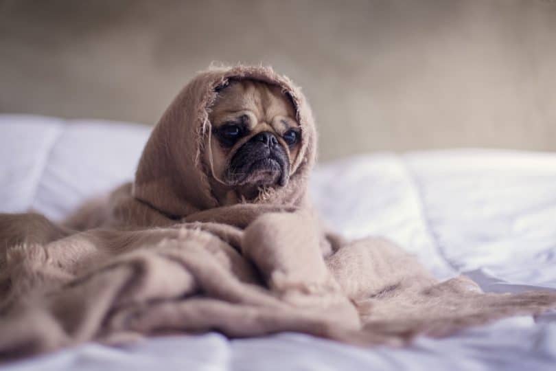Cachorrinho da raça Pug, enrolado com um cobertor marrom, apenas com o rosto descoberto.