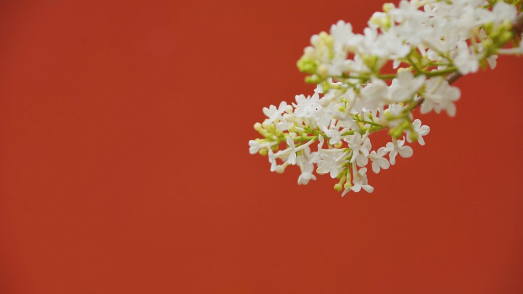 Parede pintada na cor vermelha e ao fundo um arranjo de flor branca.
