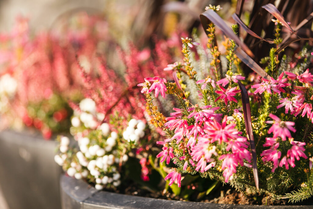 Plantas com flores nascendo.