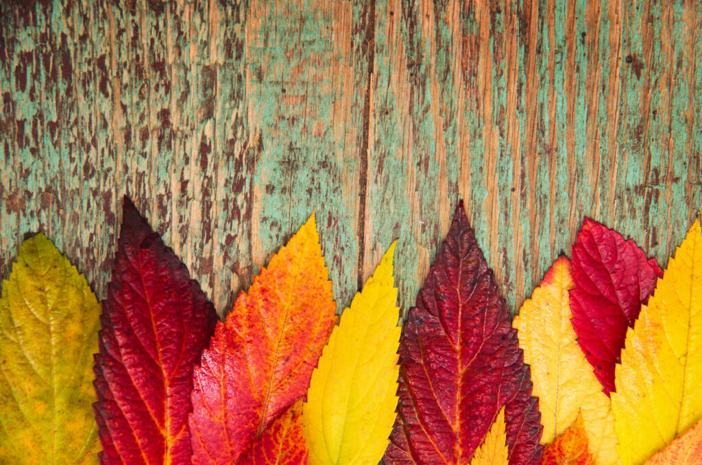 Folhas de plantas variando as cores.