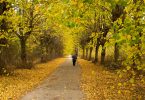 Idosa andando sozinha com o auxílio de uma bengala em um caminho cimentado no meio de uma floresta. É outono, as folhas estão alaranjadas e muitas estão no chão.