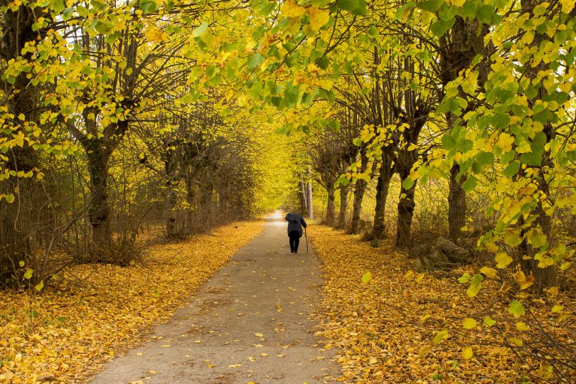 Idosa andando sozinha com o auxílio de uma bengala em um caminho cimentado no meio de uma floresta. É outono, as folhas estão alaranjadas e muitas estão no chão.