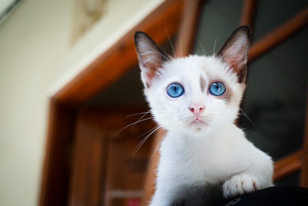 Gato branco de olhos azuis e orelhas marrom. Ele está próximo à uma janela de madeira marrom observando algo que deve estar próximo à ele.

