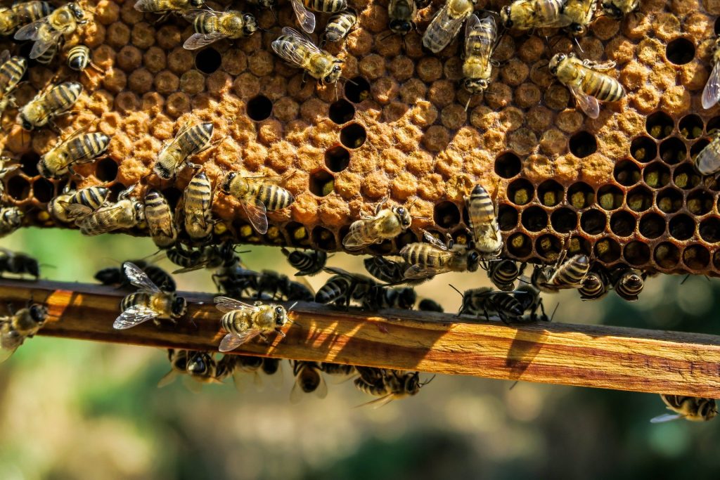Imagem de várias abelhas trabalhando na colmeia, produzindo mel.
