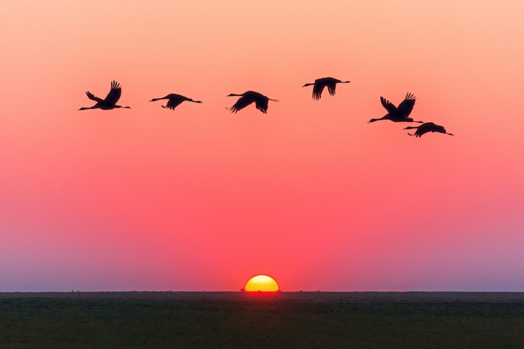 Pássaros voando enfileirados, em linha reta, ao pôr do sol.