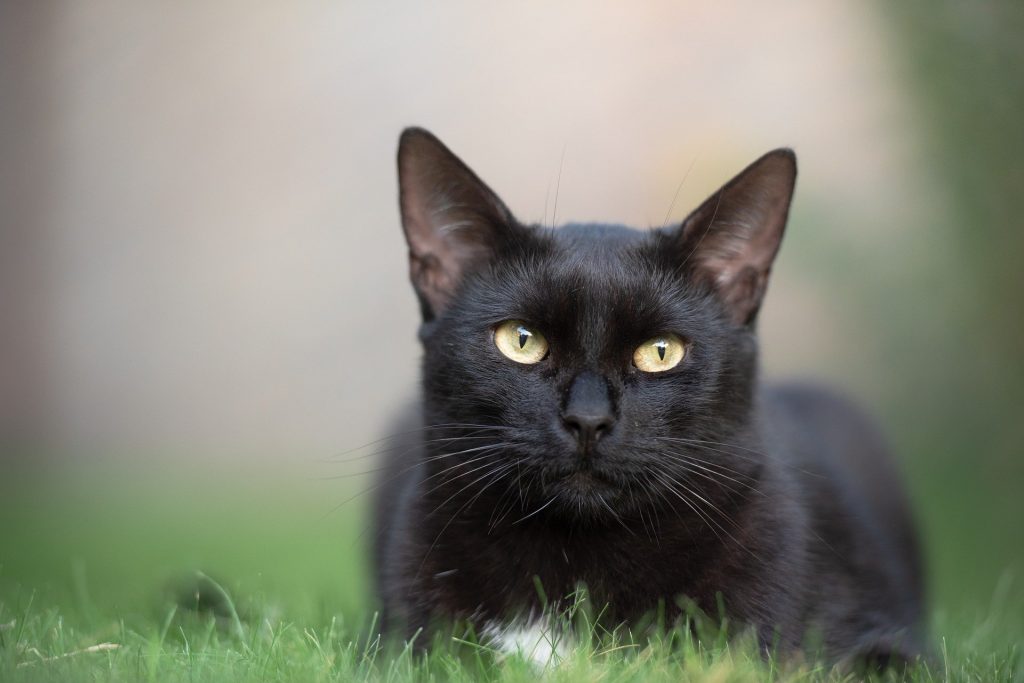 Gato preto adulto deitado sobre uma grama verdinha, observando algo.