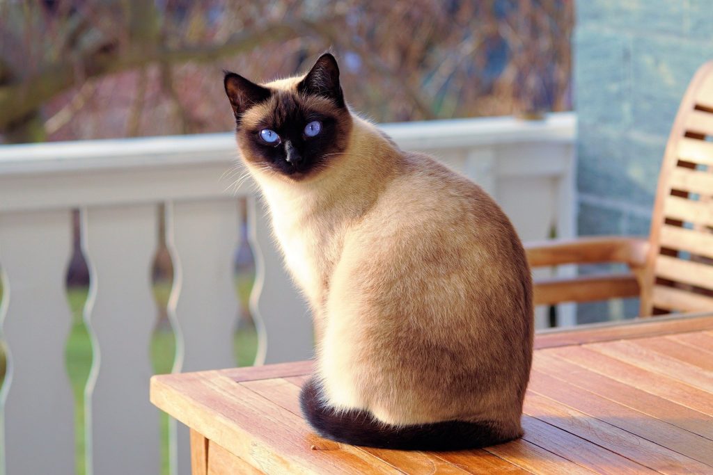 Gato adulto siamês com olhos azuis. Ele está sentado sobre um banco de madeira na cor clara.
