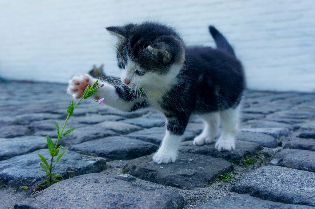 Gato filhote nas cores preto e branco brincando com uma florzinha em uma rua de paralelepípedo.