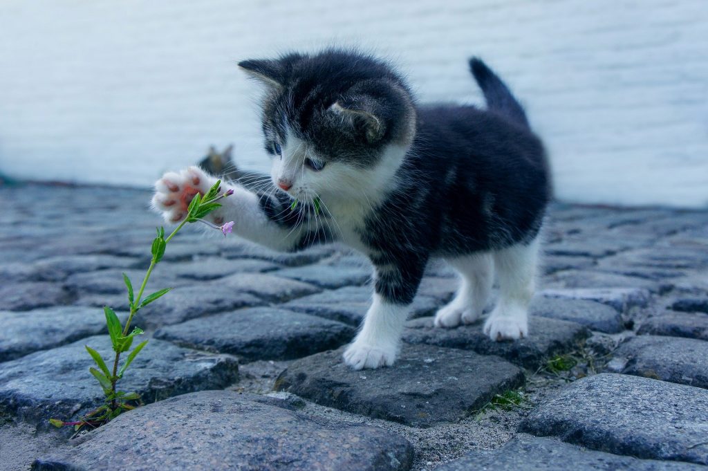 Gato filhote nas cores preto e branco brincando com uma florzinha em uma rua de paralelepípedo. 
