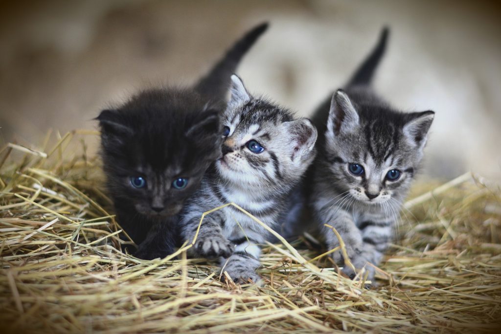 Três filhotes de gatinhos, sendo um preto e dois rajados nas cores: preto, cinza e branco. O trio tem olhos azuis e estão deitados sobre o capim.