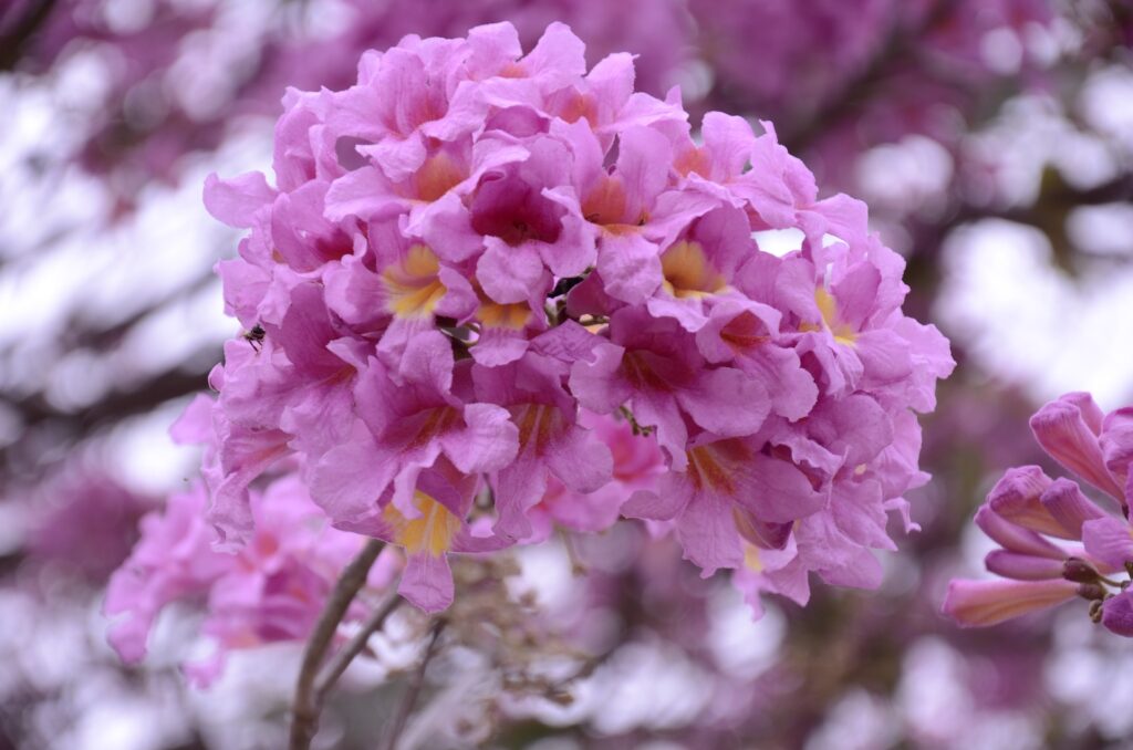 Imagem da flor do ipê roxo.