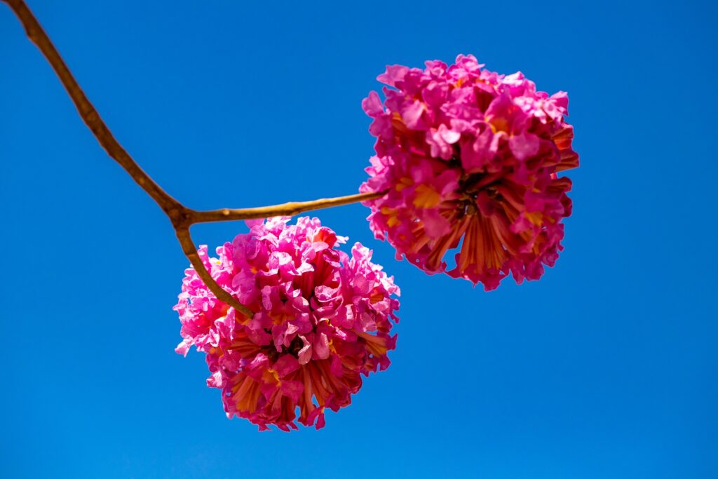 Galho com dois buquês de flores de ipê roxo.