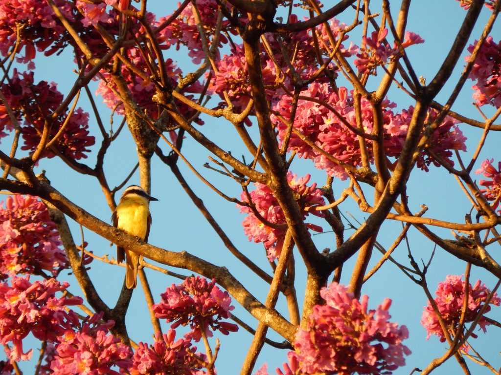 Imagem de uma árvore de ipê roxo. Vários galhos floridos compõem a imagem e em um deles um passarinho sentado.