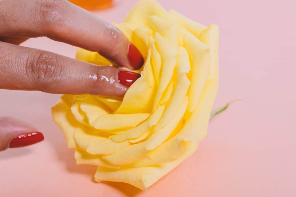 Dedos femininos adentrando em uma rosa.