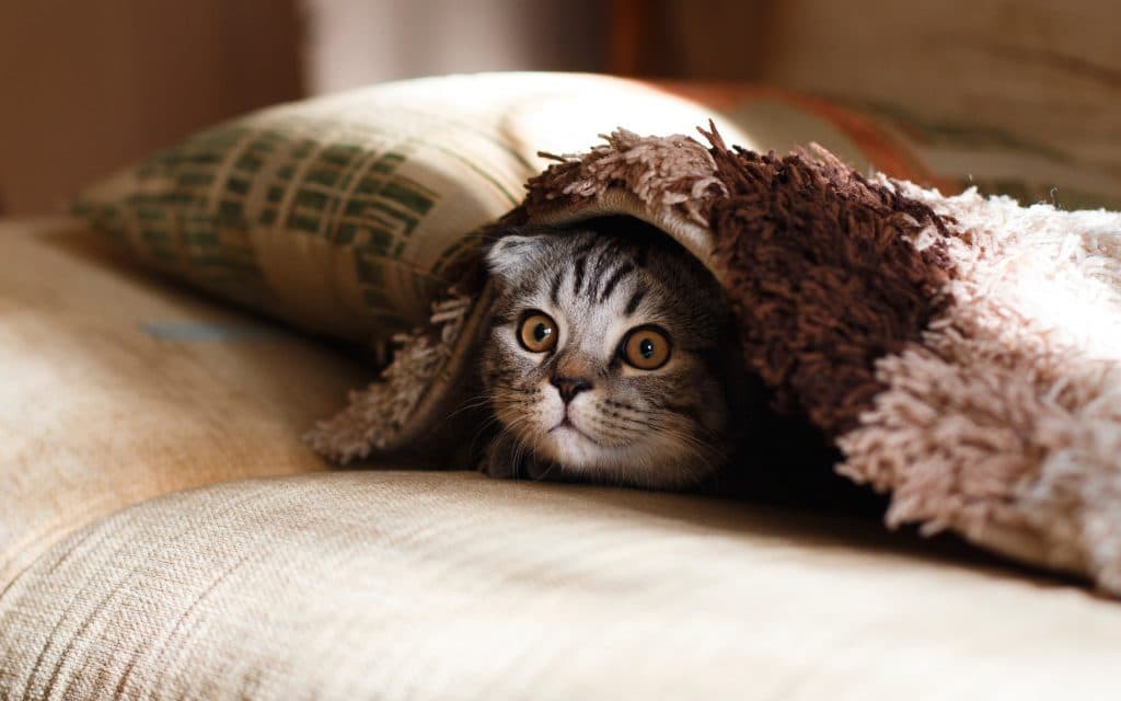 Gato debaixo do cobertor