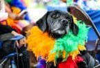 Cachorrinho com plumas coloridas