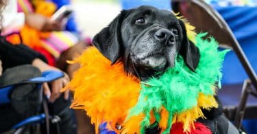 Cachorrinho com plumas coloridas