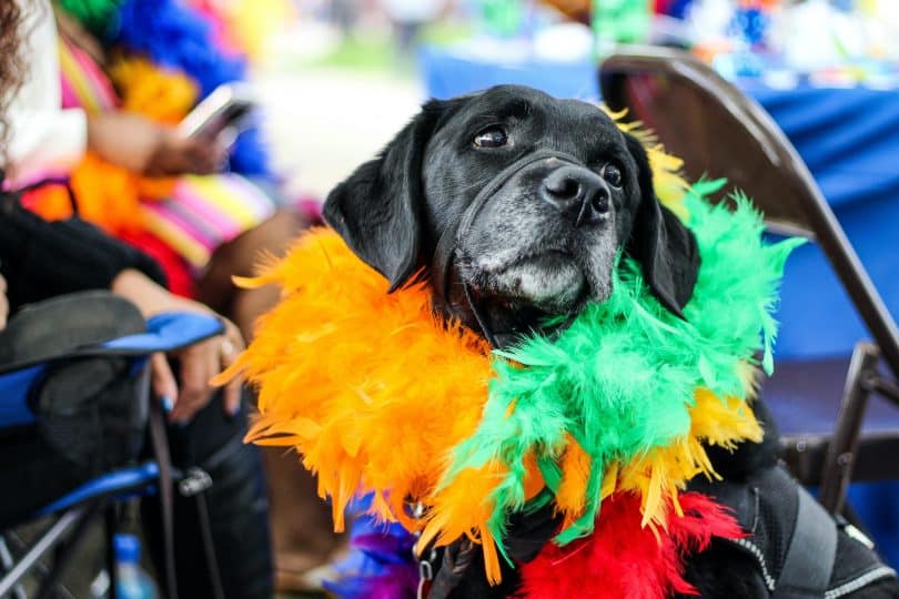 Cachorrinho com plumas coloridas