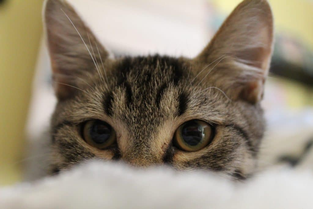 Gato com os olhos e as orelhinhas de fora