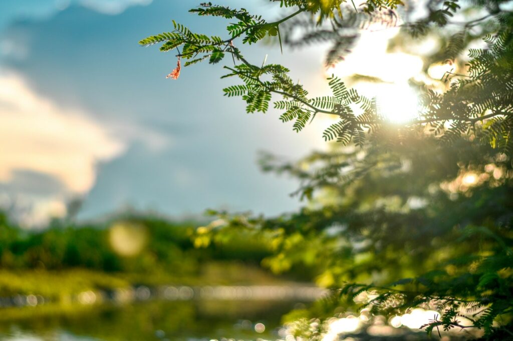 Fotografia de um raio de sol atravessando os galhos de uma árvore em um parque.