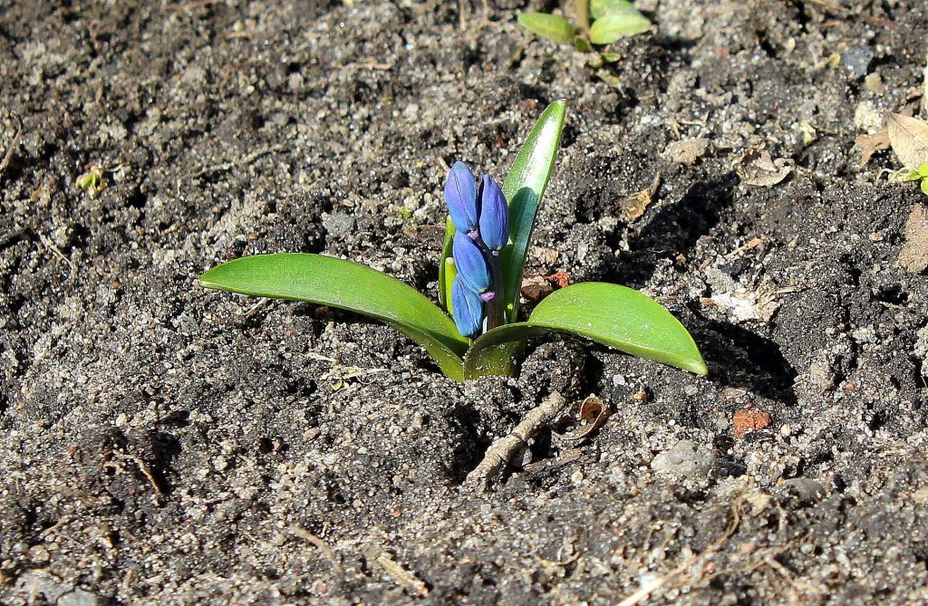 Imagem de uma flor azul brotando em um solo árido e seco.
