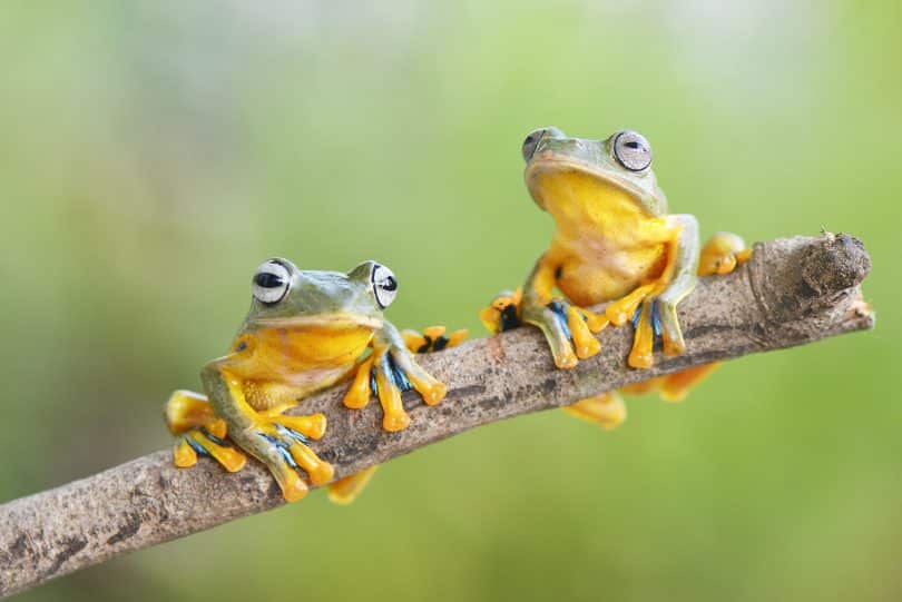 Dois sapos em cima de um galho.