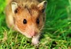 Foto de um rato fofo na grama.