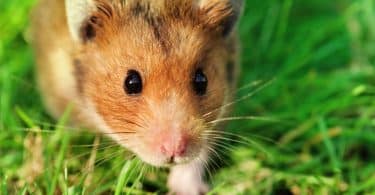 Foto de um rato fofo na grama.