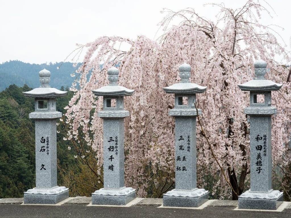 Quatro lanternas budistas uma ao lado da outra. Atrás delas uma árvore com flores de cerejeira na cor rosa.