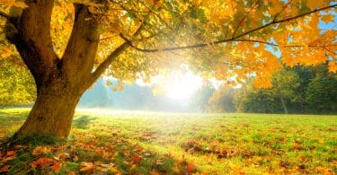 Parque em dia ensolarado com uma árvore grande com folhas caindo, o que indica o começo do outono.