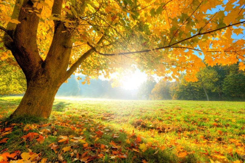 Parque em dia ensolarado com uma árvore grande com folhas caindo, o que indica o começo do outono.