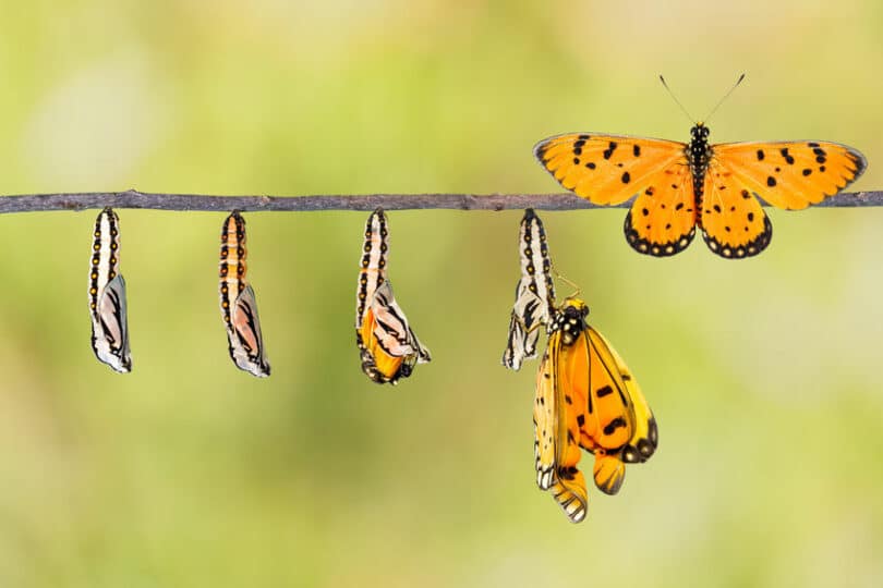 Galho de árvore com borboleta em várias fases