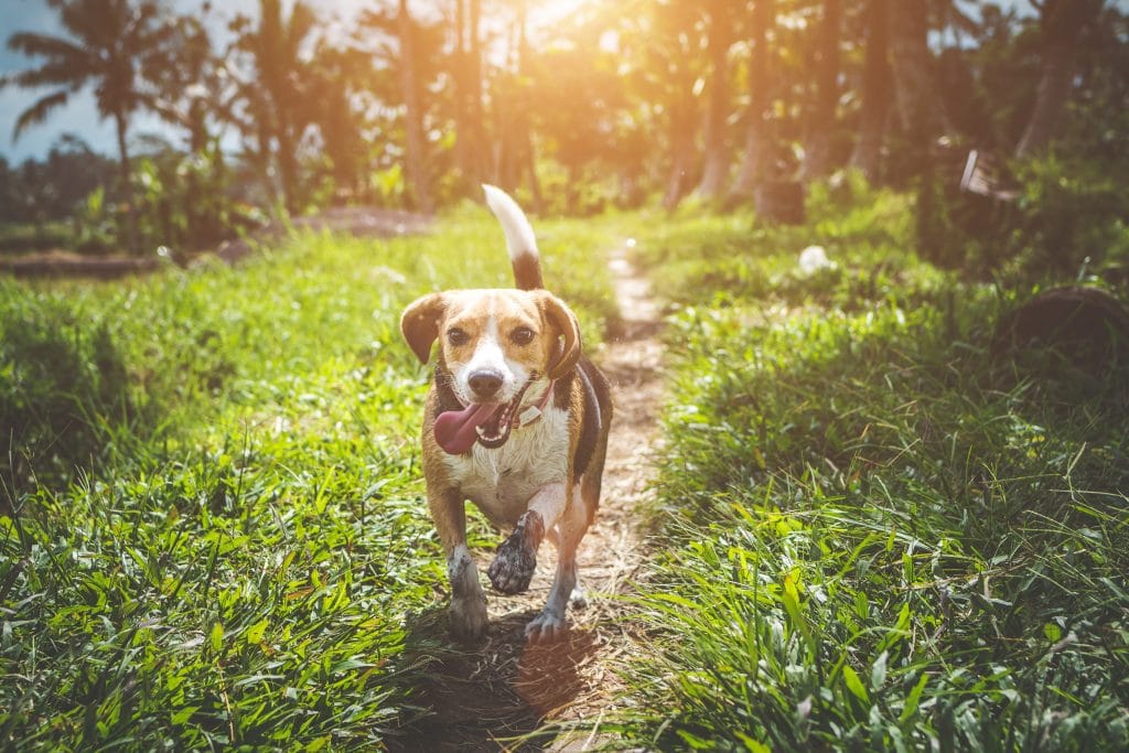 Cachorro beagle correndo em trilha com sol refletindo