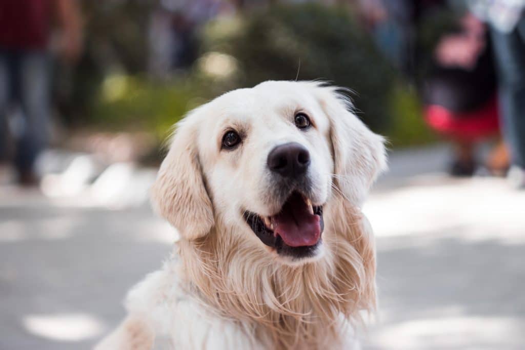 Cachorro com boca aberta