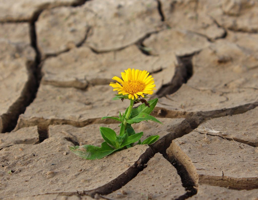 Imagem de uma linda flor amarela que nasceu em uma terra seca e árida. 