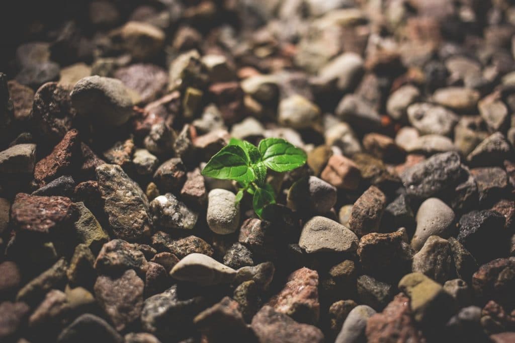 Pequena planta crescendo em um solo repleto de pedras.