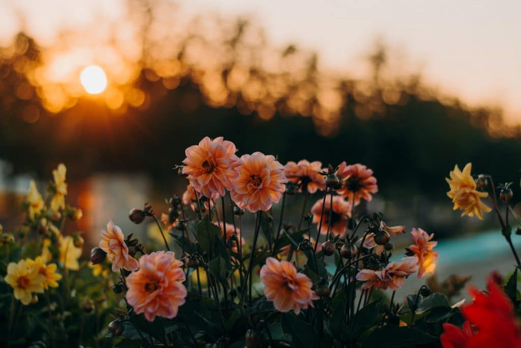 Flores sendo iluminada por um pôr do sol