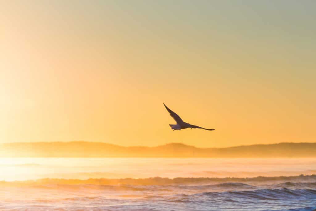 Águia voando sobre o mar em uma praia ao pôr do sol.