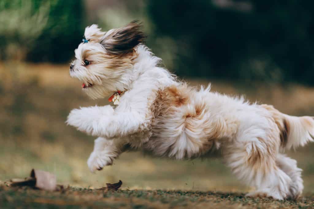 Cachorro filhote correndo com pelos ao vento