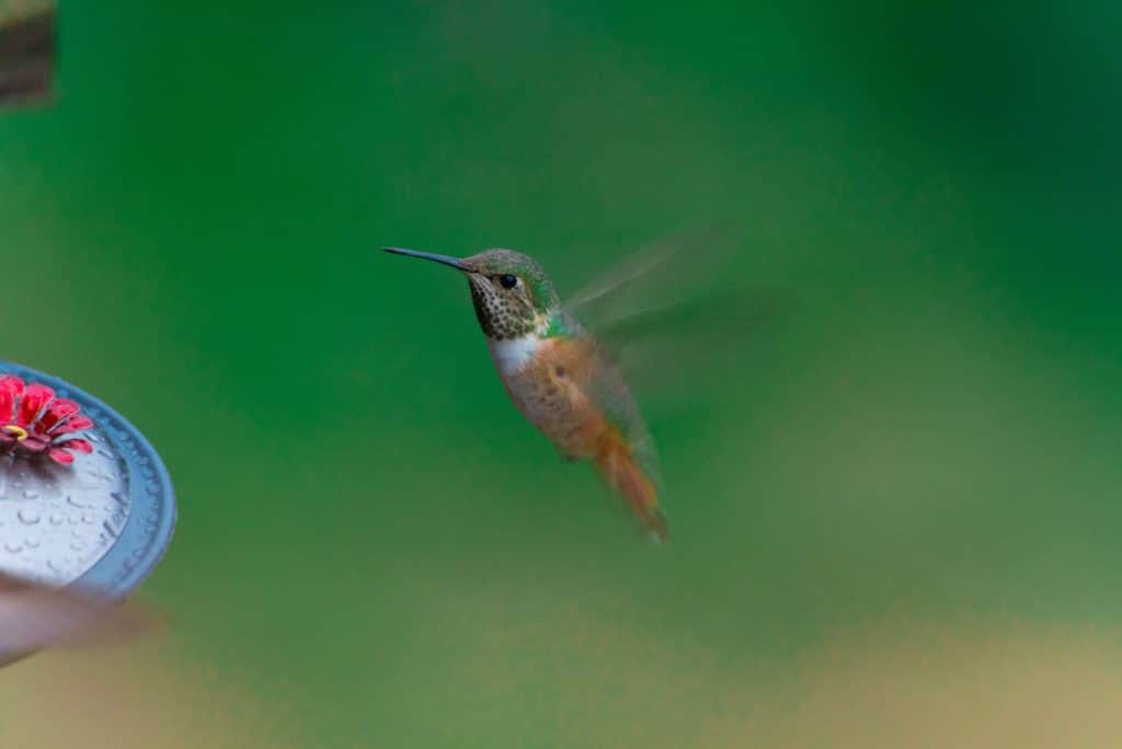 Beija flor voando ao lado de uma flor