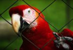 Imagem ampliada de um papagaio preso em uma gaiola, olhando para a câmera através de grades de metal.