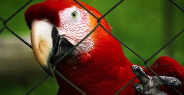 Imagem ampliada de um papagaio preso em uma gaiola, olhando para a câmera através de grades de metal.