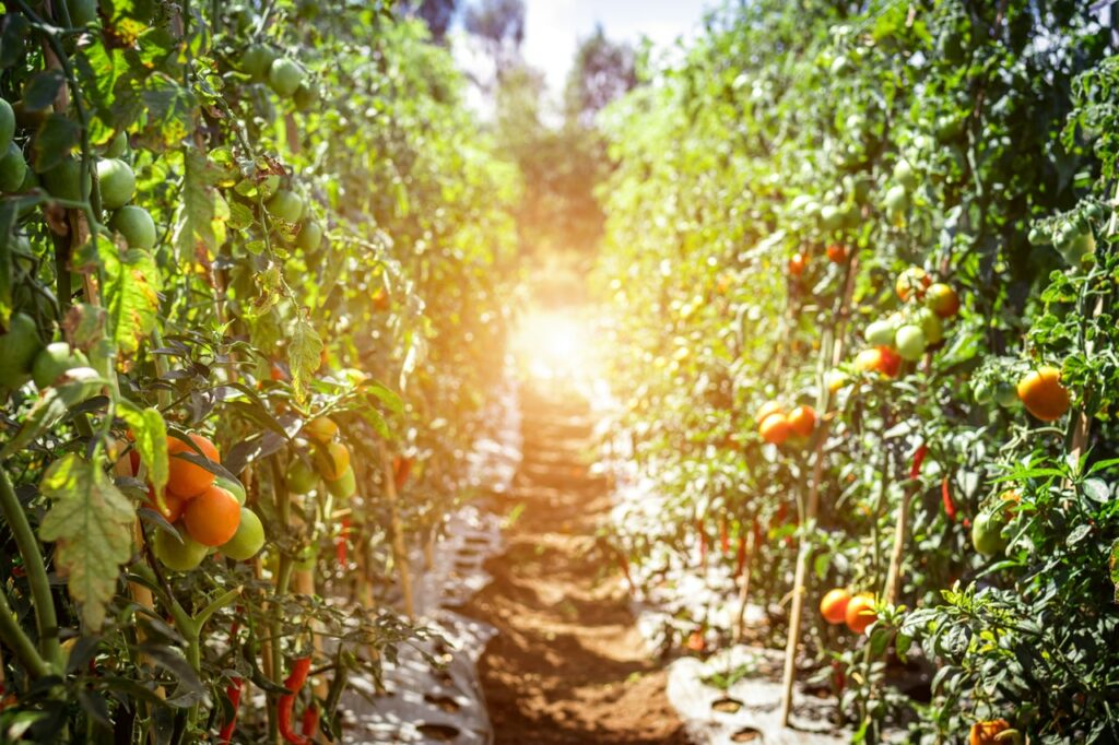 Corredor de terra em meio a plantações de laranjas, em um dia ensolarado.