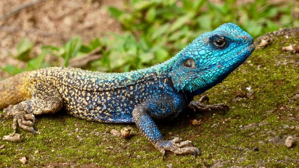 Lagarto azul e cinza durante o dia