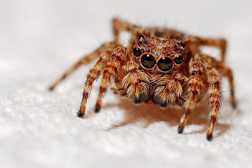 Sonhar com aranha: significado do sonho